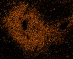 Thymus IHC-IF-Ag2