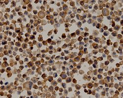 Cells IHC-ICC